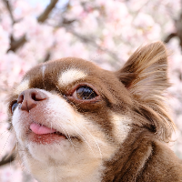 あるるかん