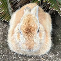 ハゲ